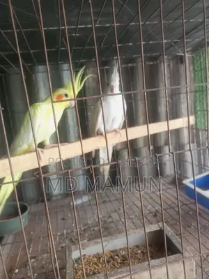 ককাটেল রানিং পেয়ার