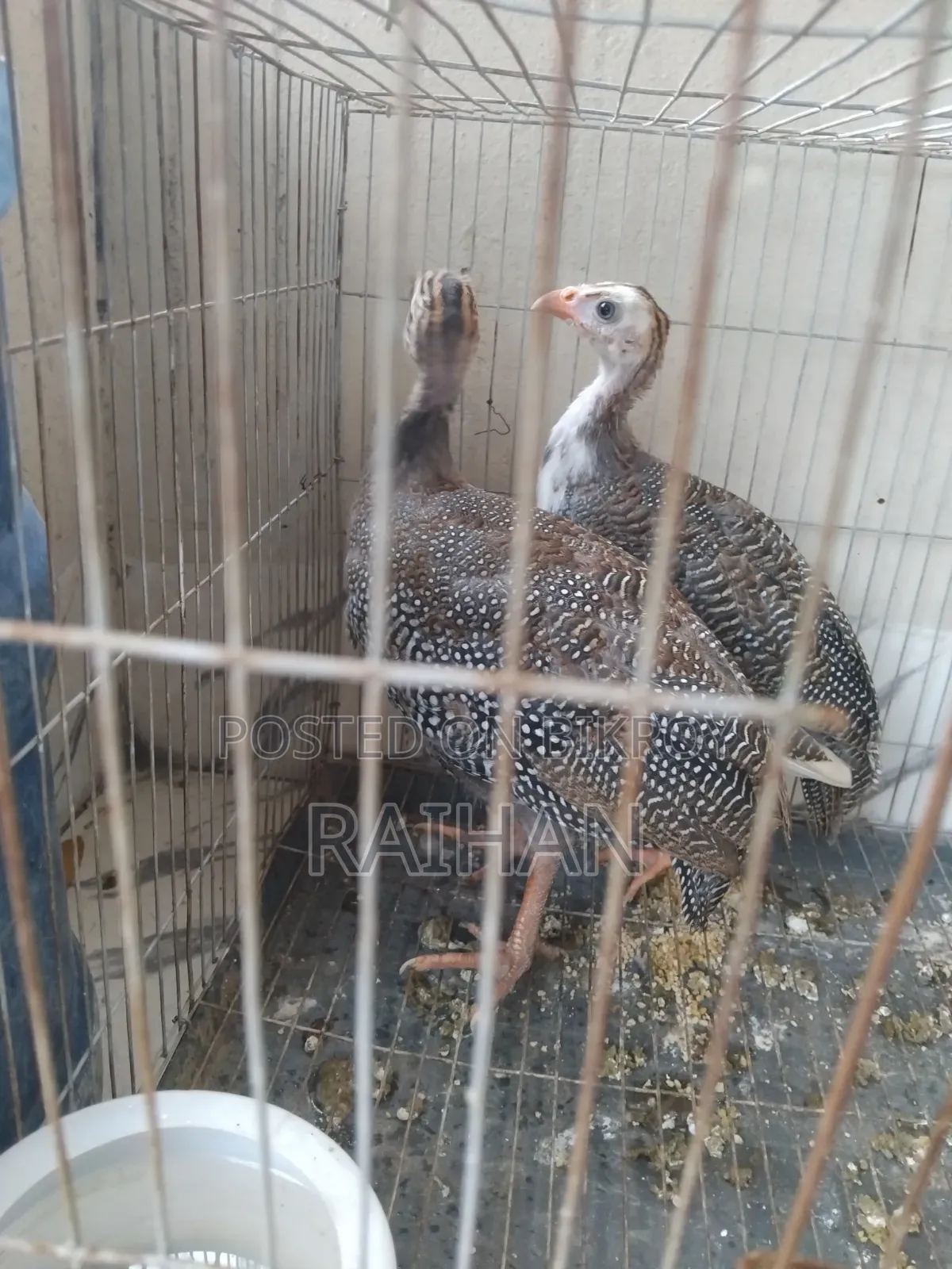 গিনিফাউল