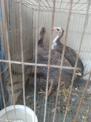 গিনিফাউল