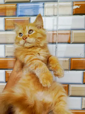 1-3 Months Female Purebred Persian