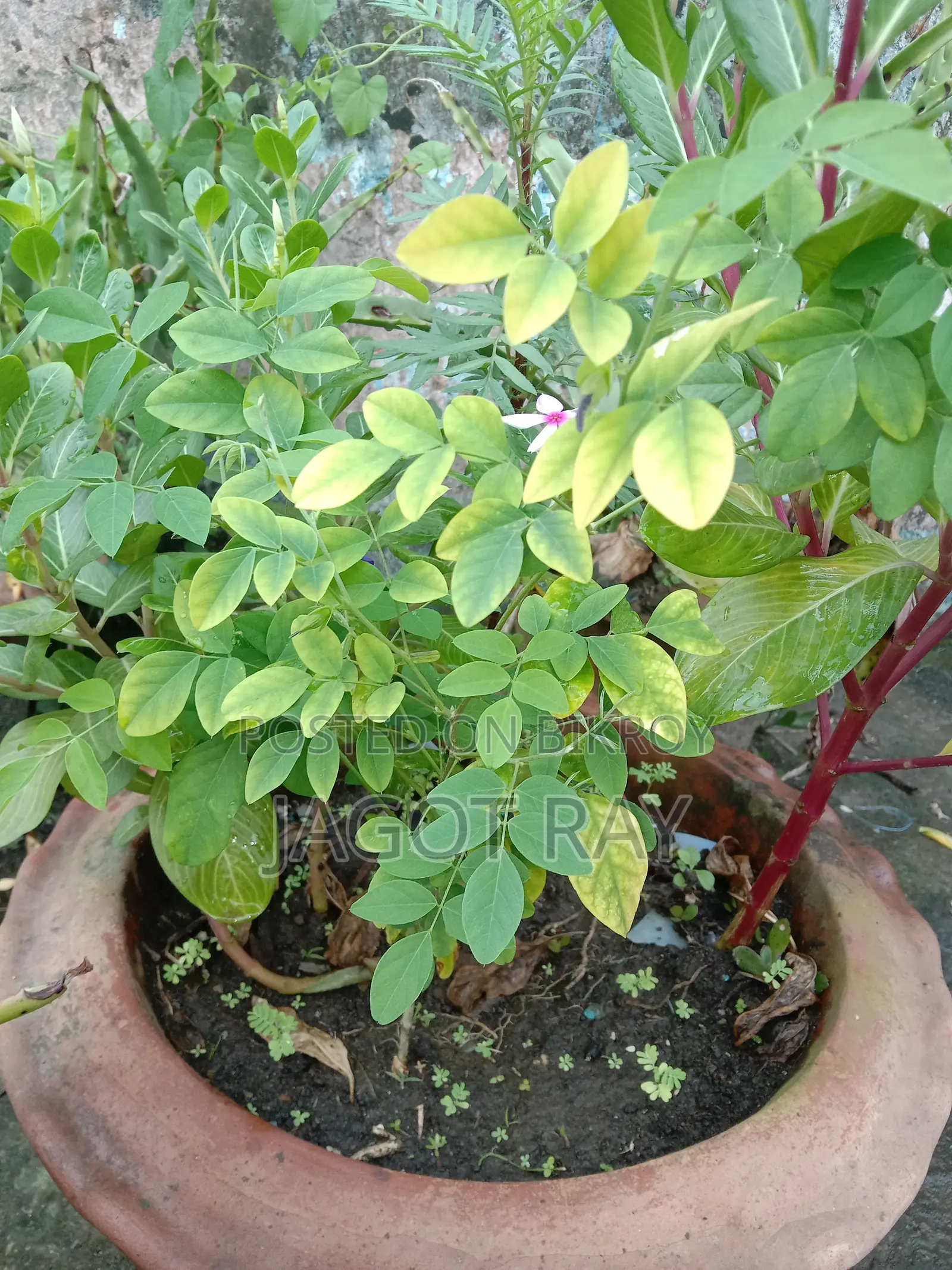 Aparajita Flower Bonsai