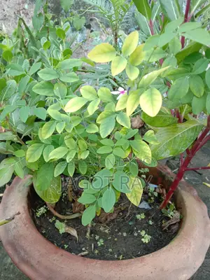 Aparajita Flower Bonsai
