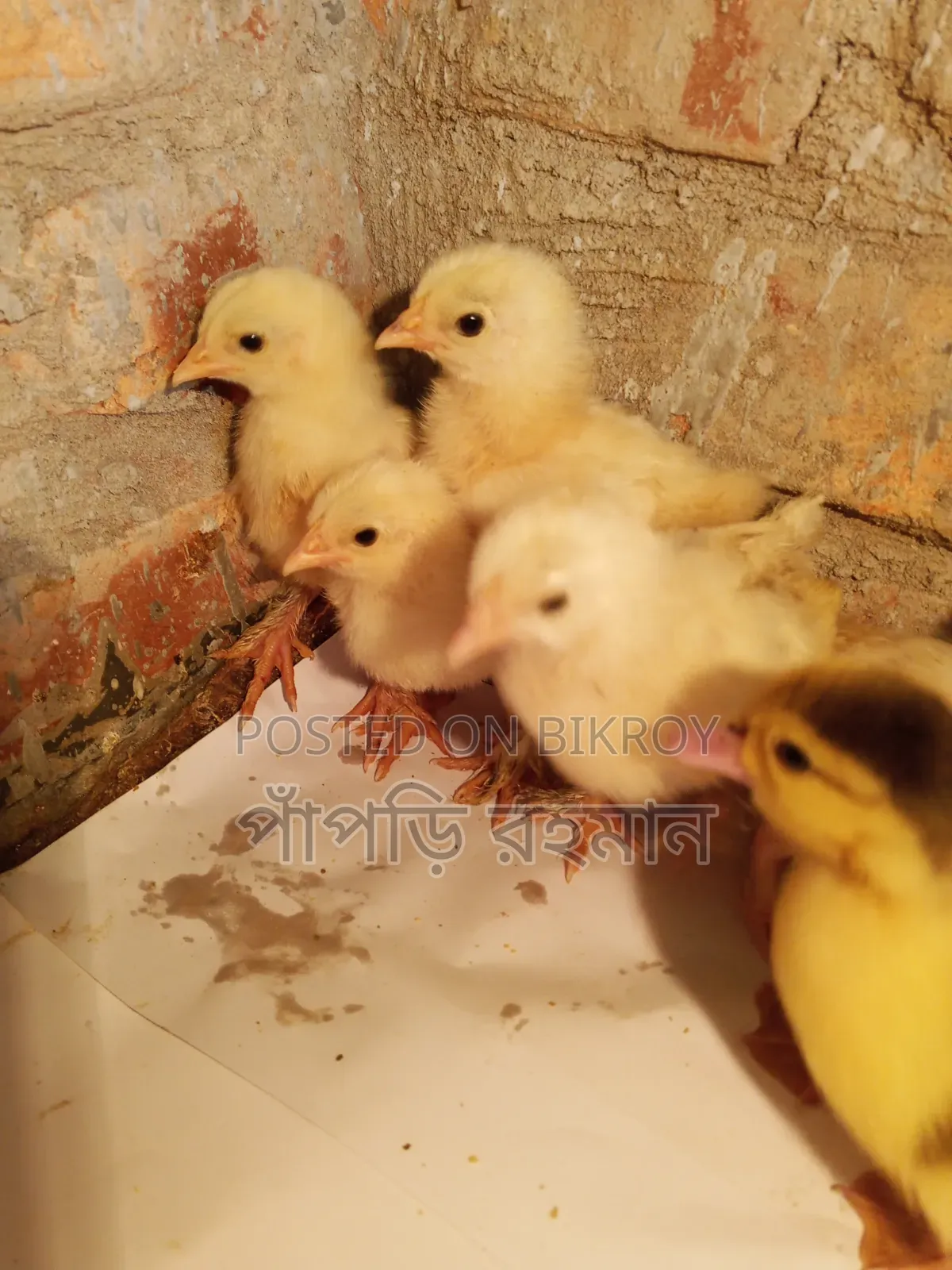 Brahma Chick 15 Days Old