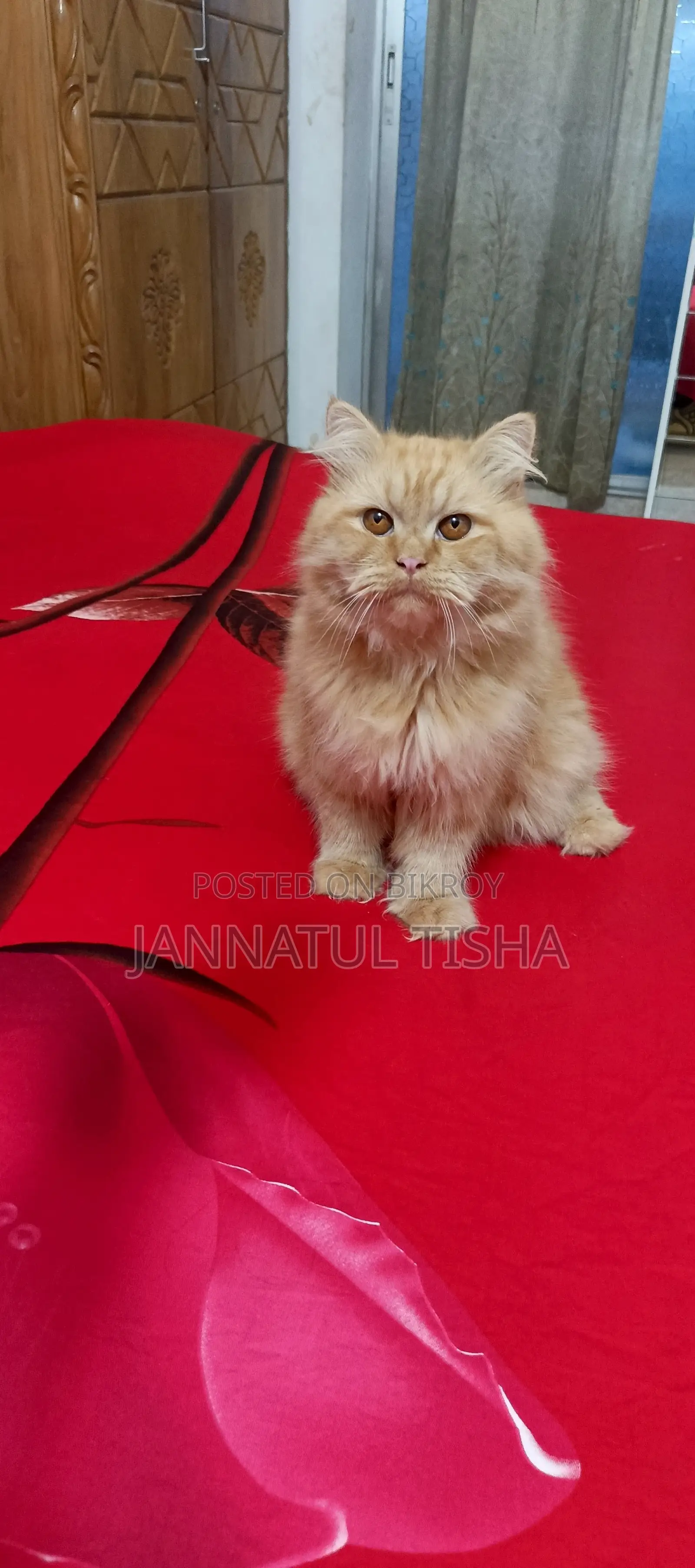 ৬-১২ মাসের মেল পিওরব্রেড পার্সিয়ান