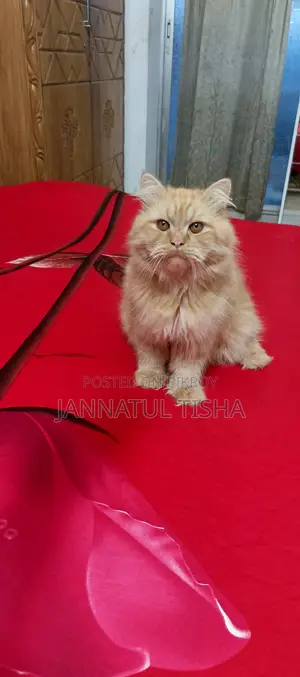 ৬-১২ মাসের মেল পিওরব্রেড পার্সিয়ান