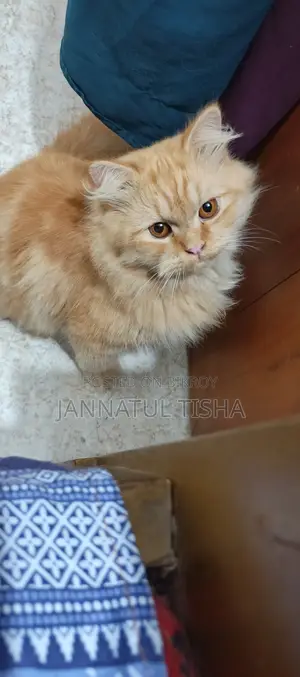 ৬-১২ মাসের মেল পিওরব্রেড পার্সিয়ান