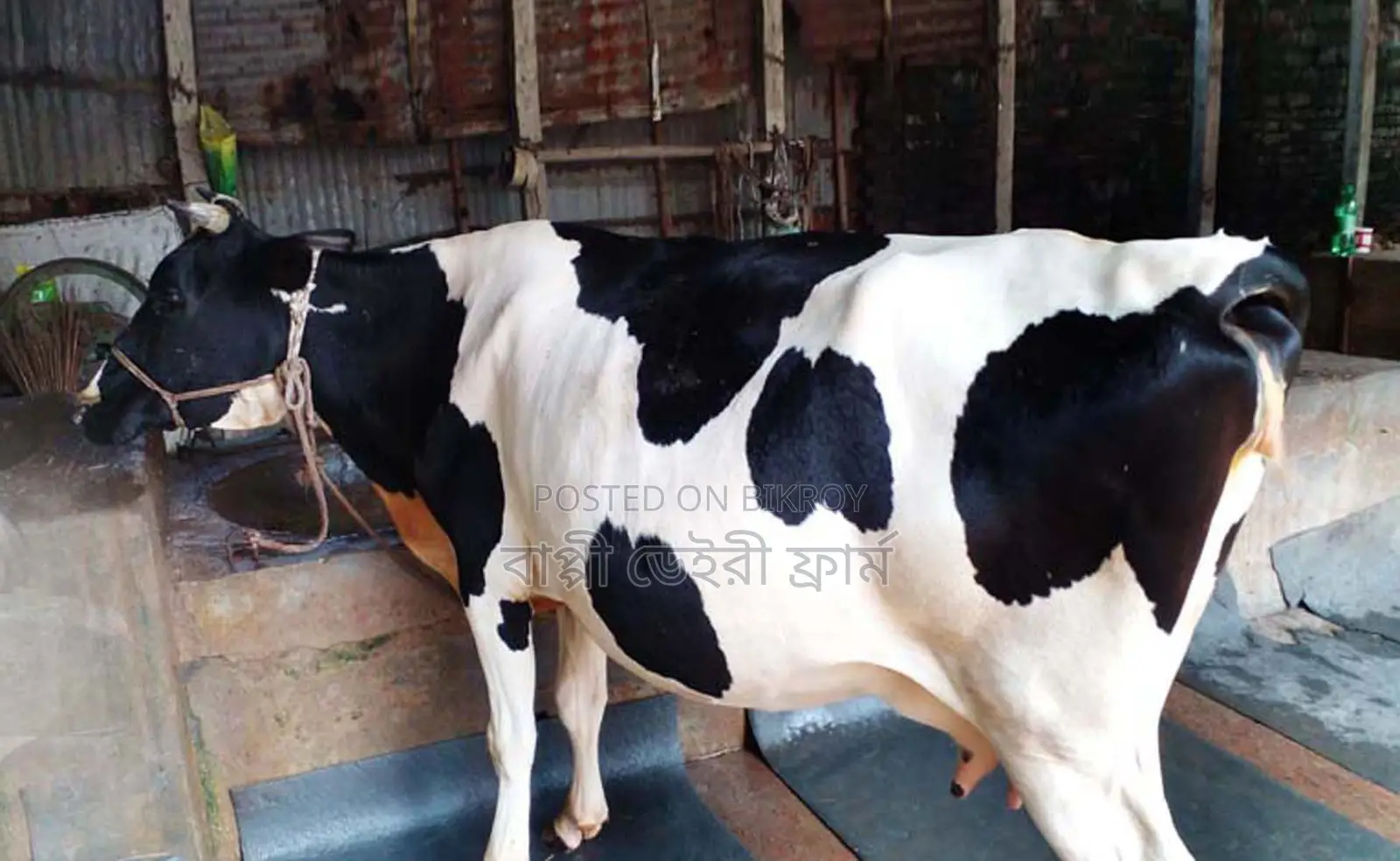 Good breed cow number 1486.