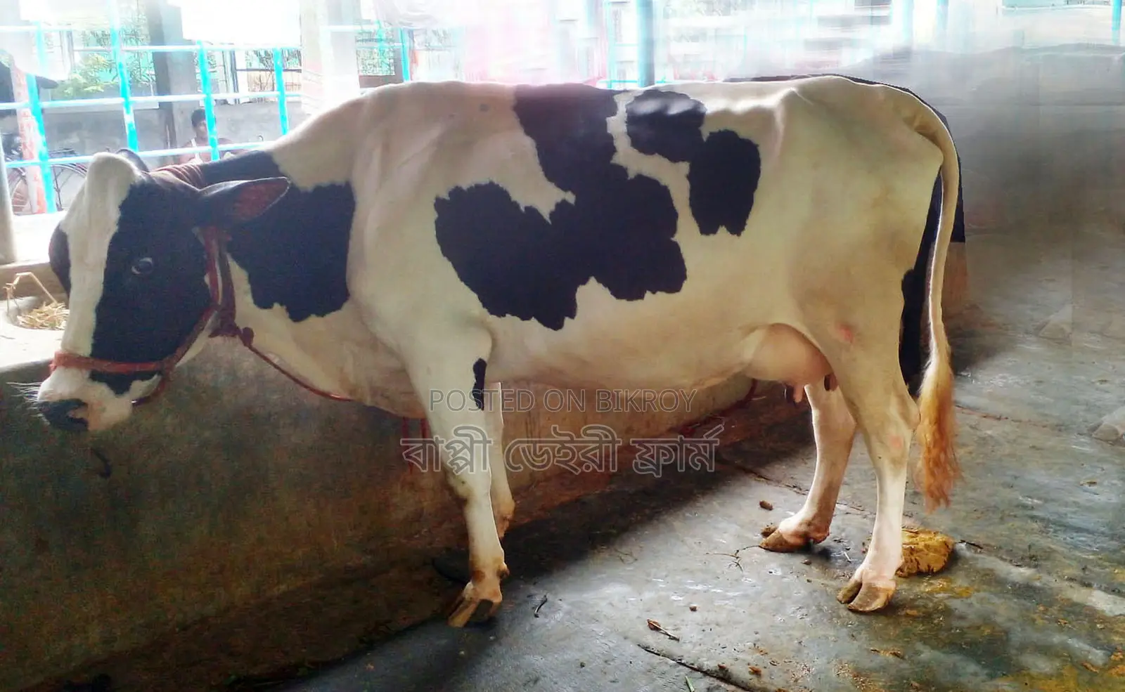 Improved breed dairy cow for sale no. 1487.