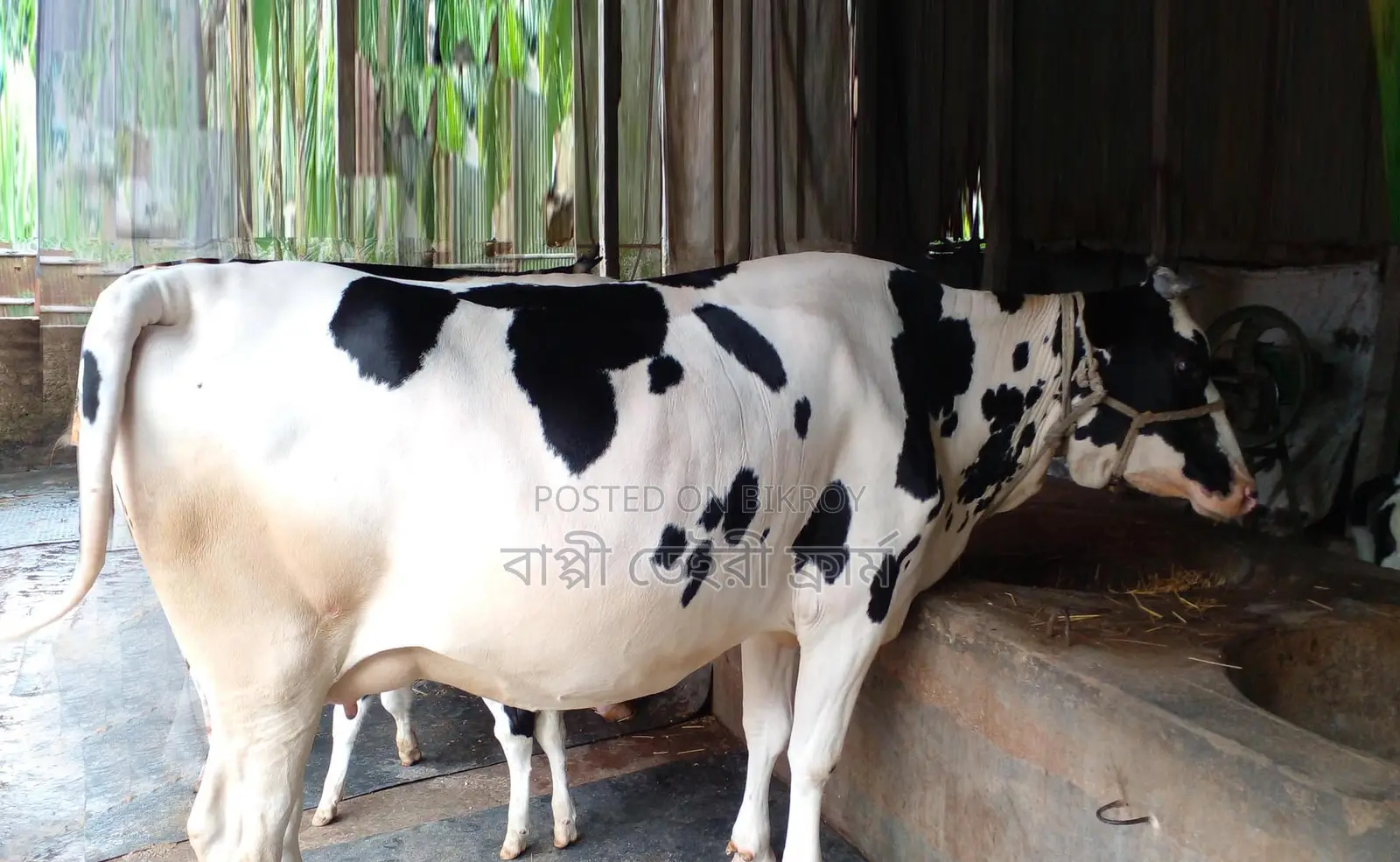 Cow No. 1488 is for sale.