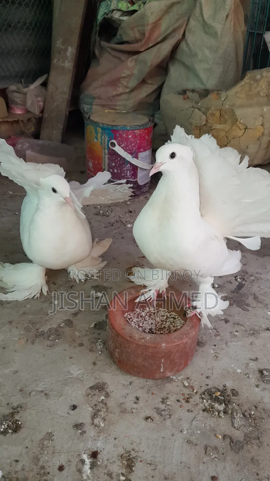 ভালো লক্ষা কবুতর ডিম নিয়ে বসে আছে
