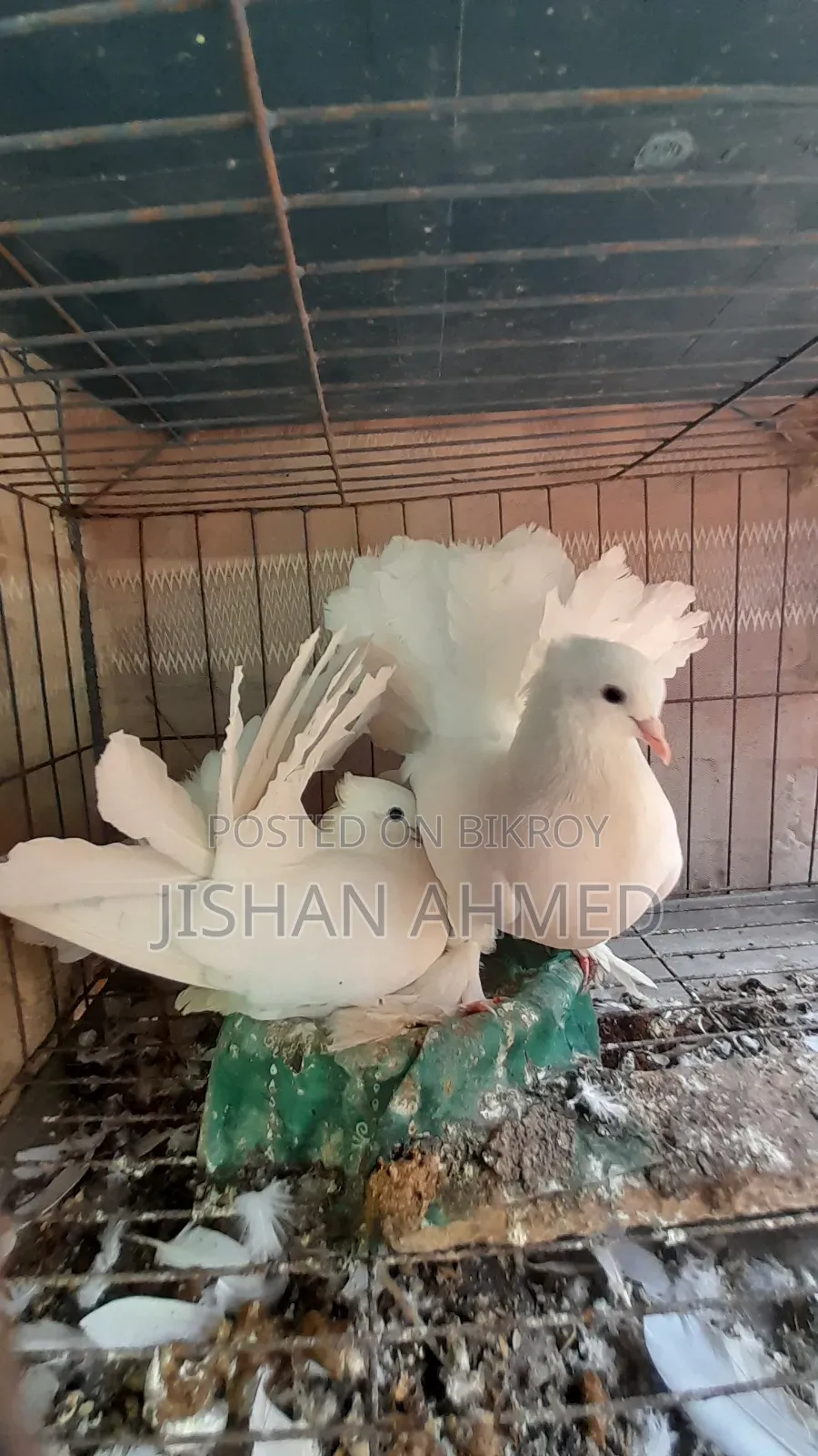 ভালো লক্ষা কবুতর ডিম নিয়ে বসে আছে