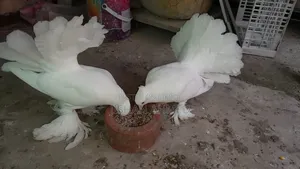 ভালো লক্ষা কবুতর ডিম নিয়ে বসে আছে