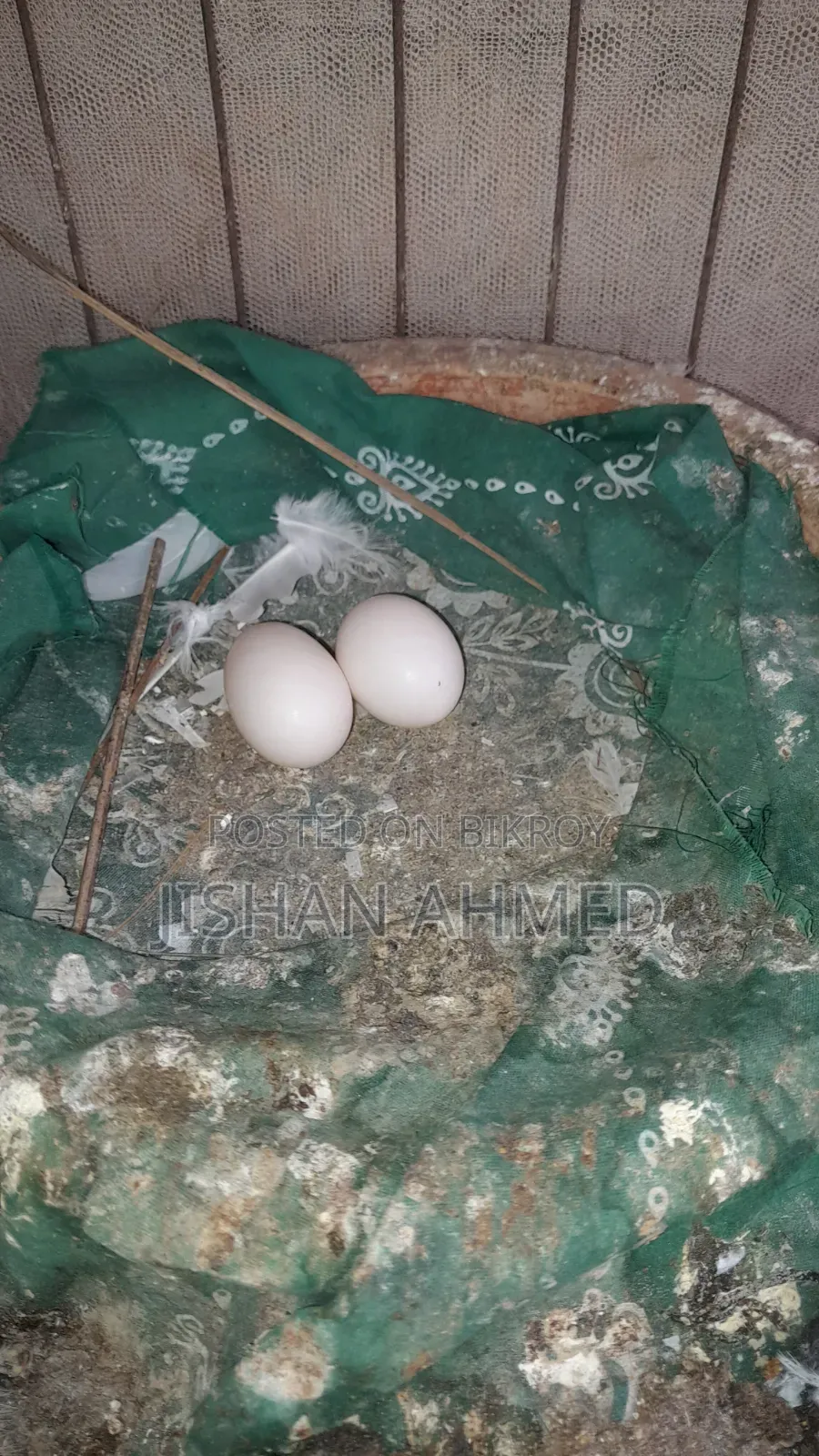 ভালো লক্ষা কবুতর ডিম নিয়ে বসে আছে