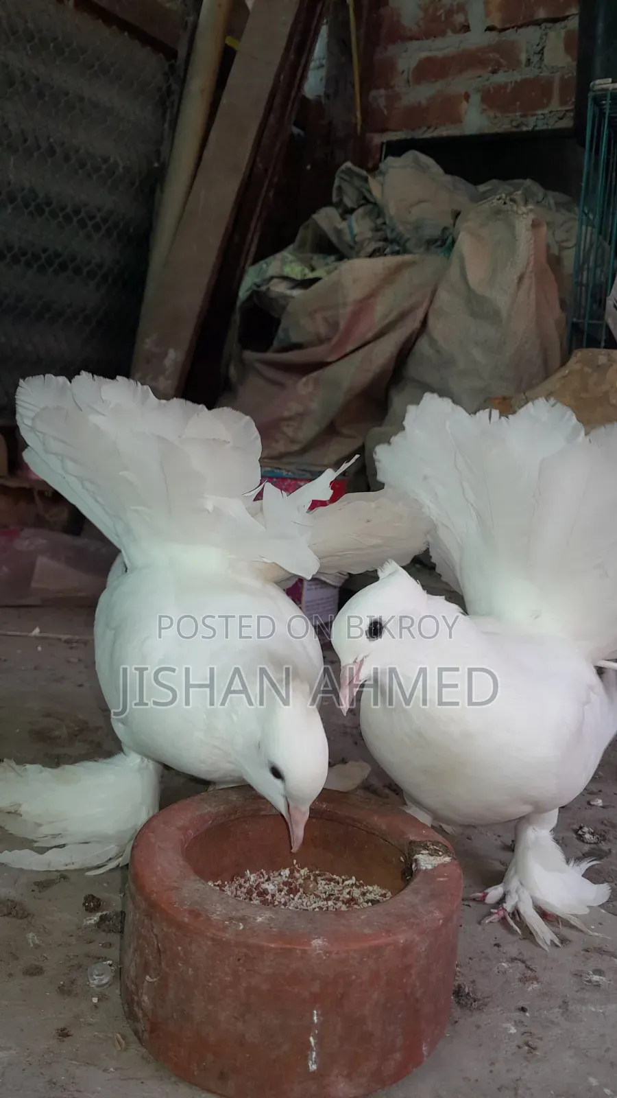 ভালো লক্ষা কবুতর ডিম নিয়ে বসে আছে