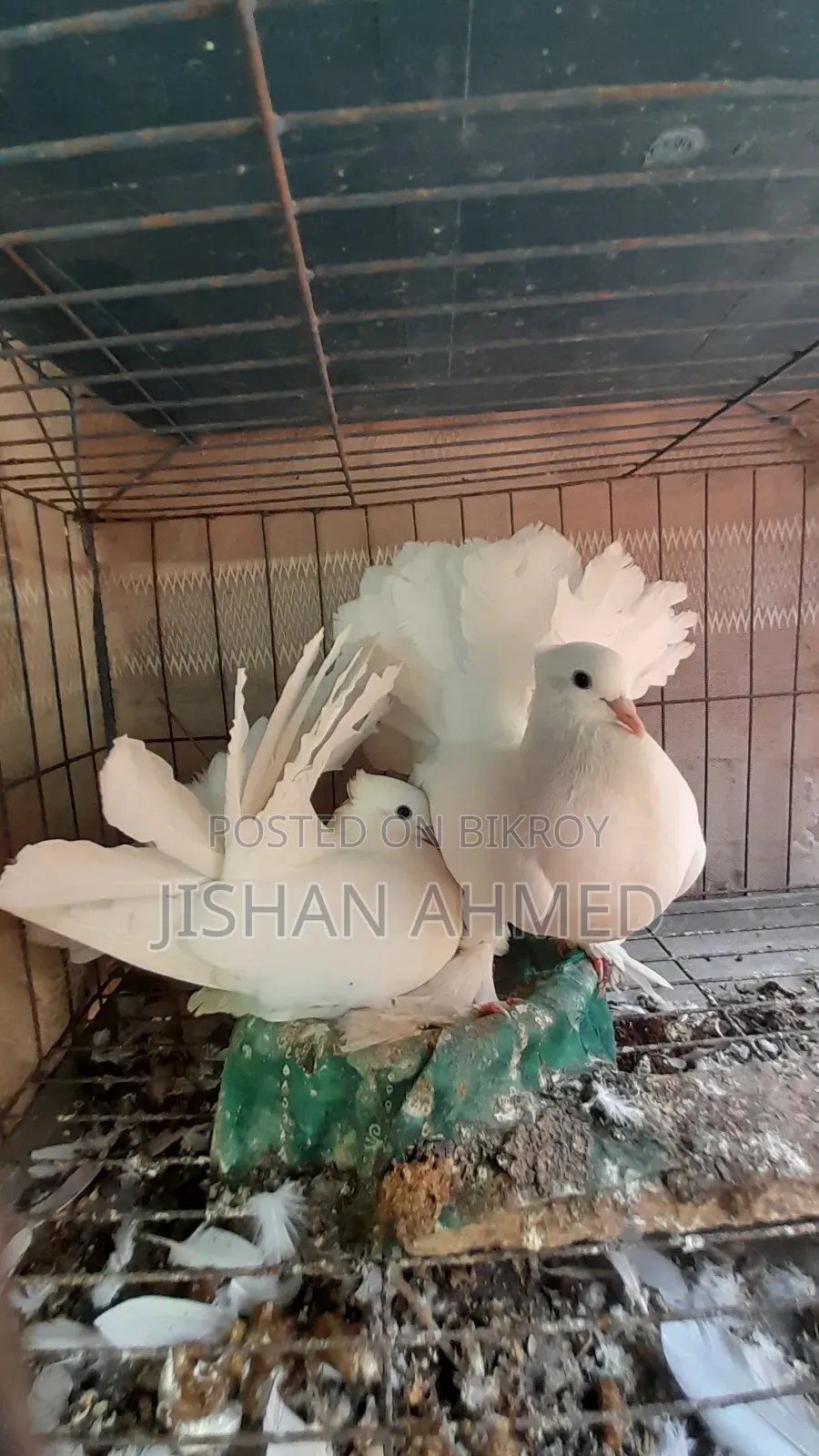 ভালো লক্ষা কবুতর ডিম নিয়ে বসে আছে
