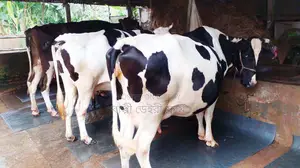 No. 1489 3 High-Yield Cows of Improved Breed.
