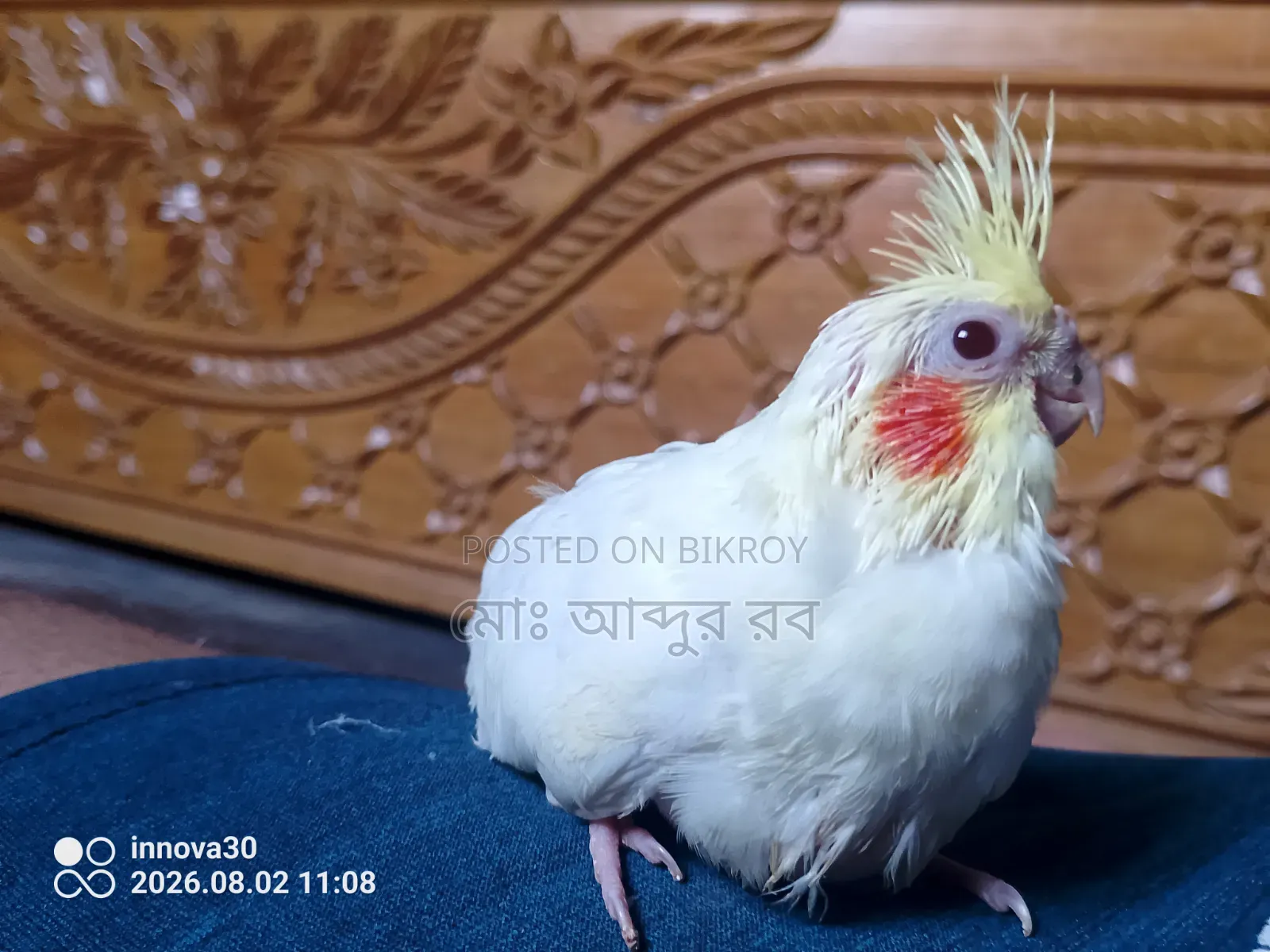 আজকের ব্লকবাস্টার অফারের জন্য সেল পোস্ট শুধুমাত্র টাকা, টেমে সাইজ ককাটেল বেবি