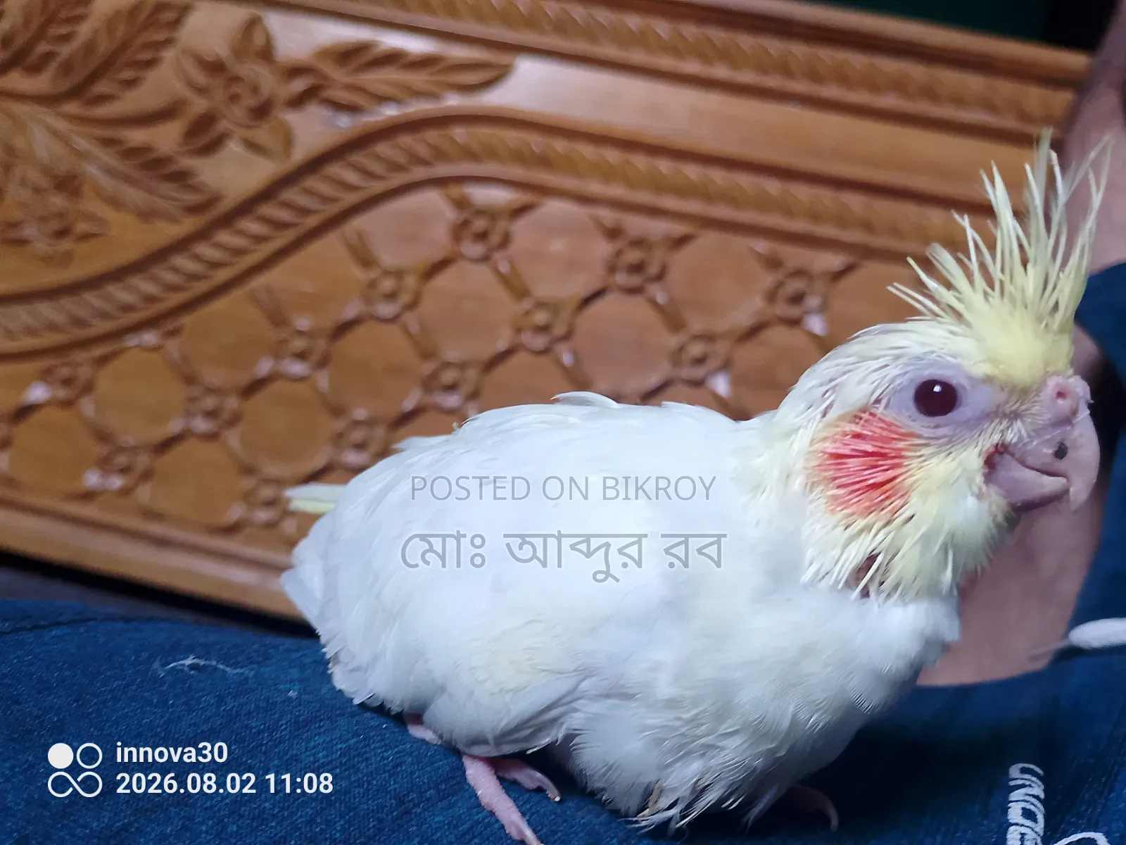 আজকের ব্লকবাস্টার অফারের জন্য সেল পোস্ট শুধুমাত্র টাকা, টেমে সাইজ ককাটেল বেবি
