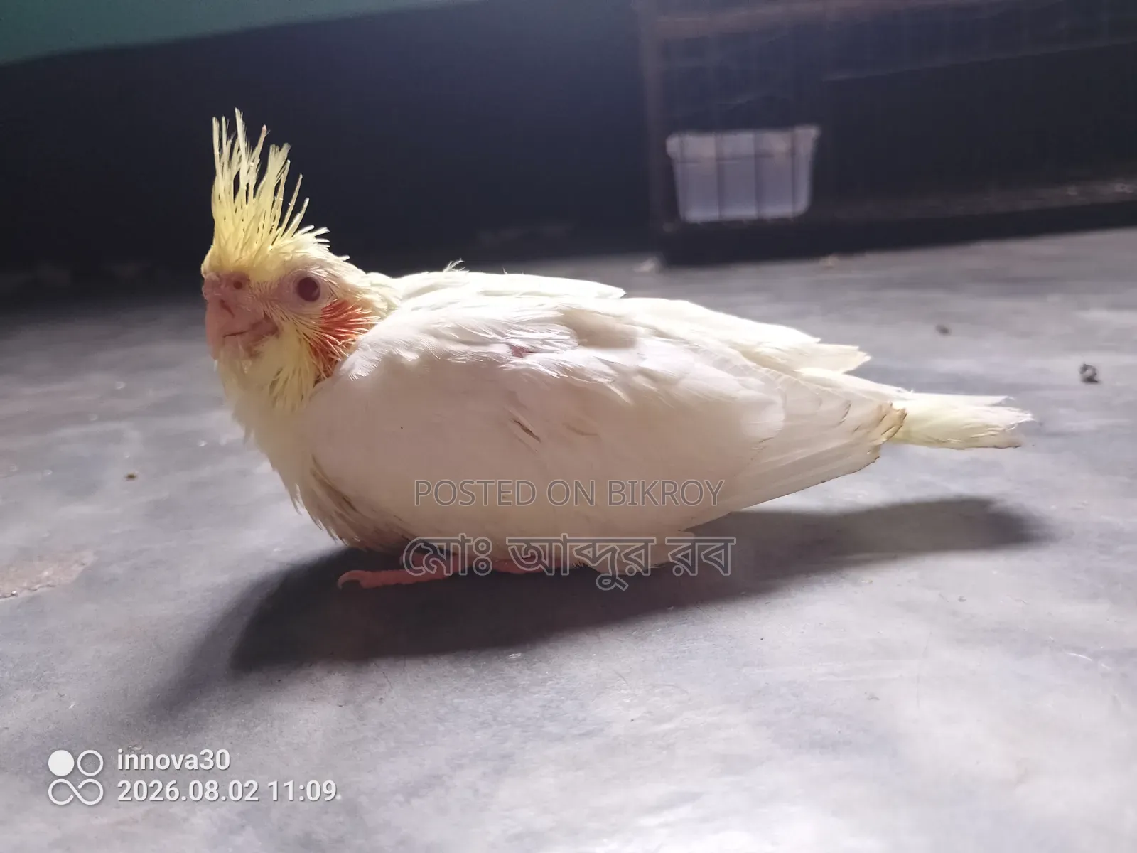 আজকের ব্লকবাস্টার অফারের জন্য সেল পোস্ট শুধুমাত্র টাকা, টেমে সাইজ ককাটেল বেবি