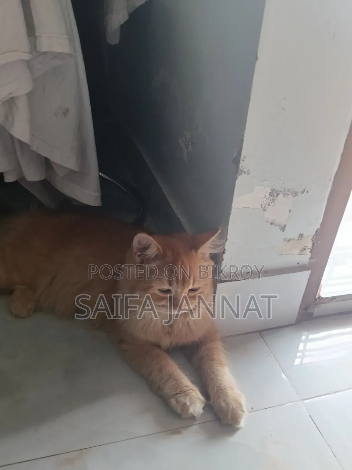 ১-৩ মাসের ফিমেল পিওরব্রেড পার্সিয়ান