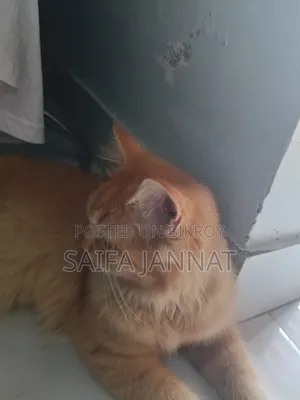 ১-৩ মাসের ফিমেল পিওরব্রেড পার্সিয়ান