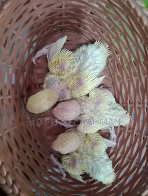 লাভ বার্ড বাচ্চা