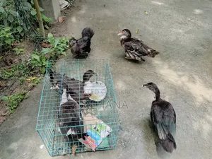Muscovy Duck Sale