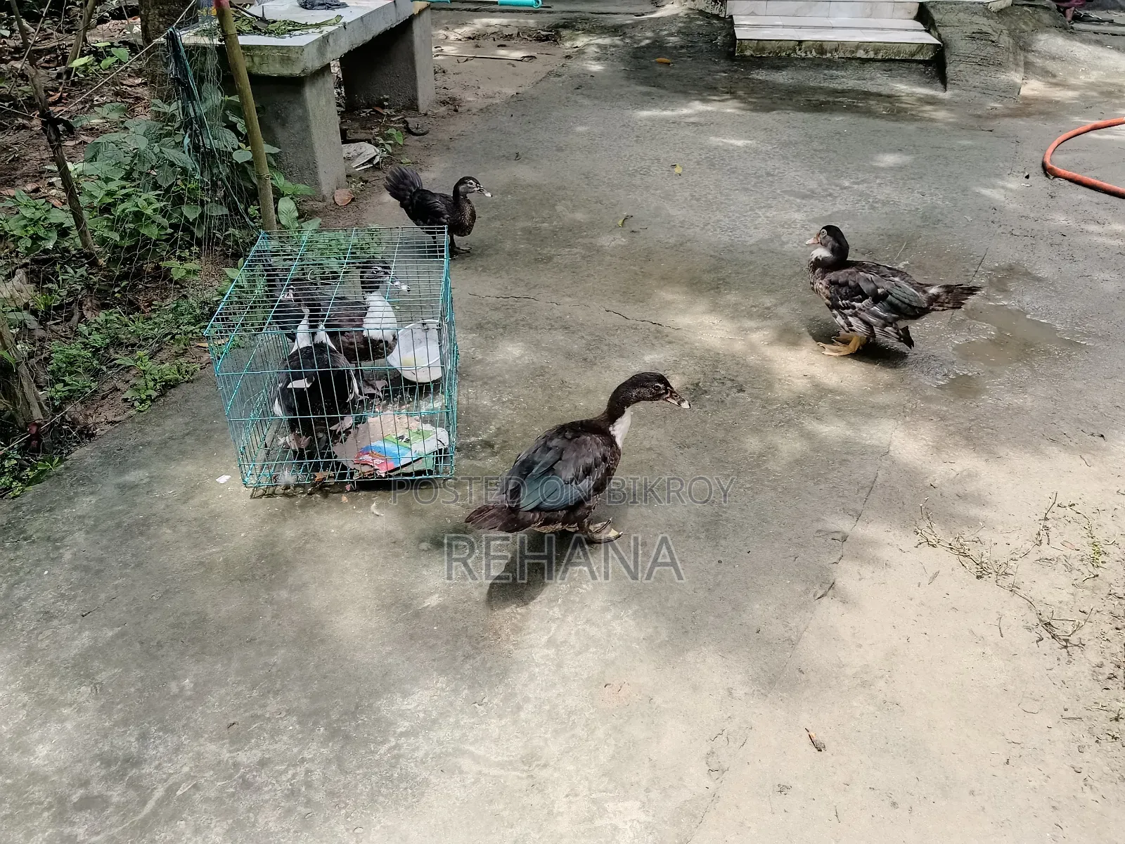 Muscovy Duck Sale