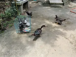 Muscovy Duck Sale