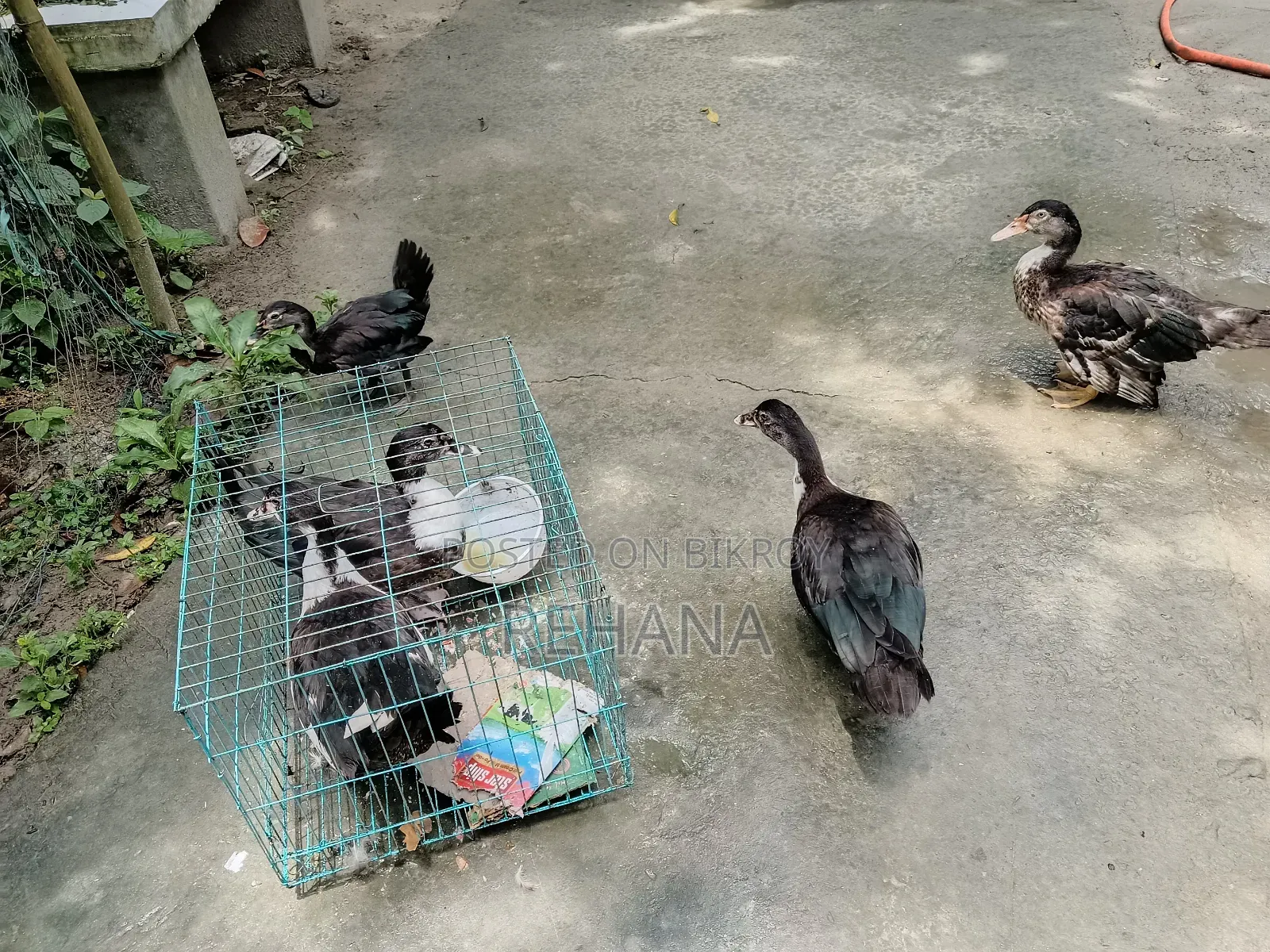 Muscovy Duck Sale