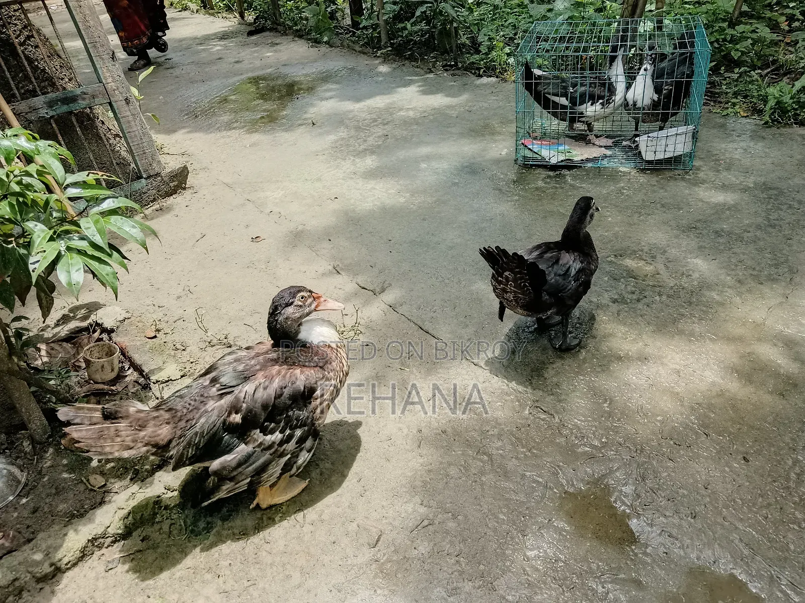 Muscovy Duck Sale