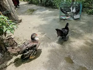 Muscovy Duck Sale