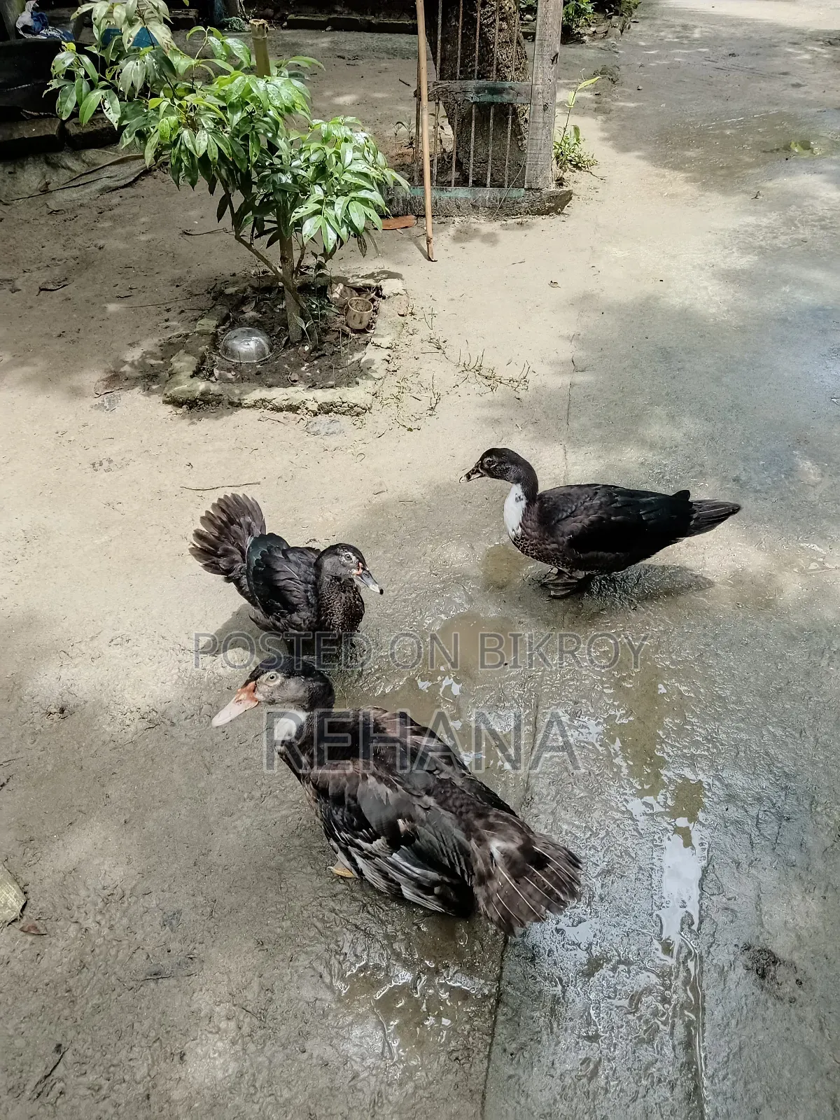 Muscovy Duck Sale