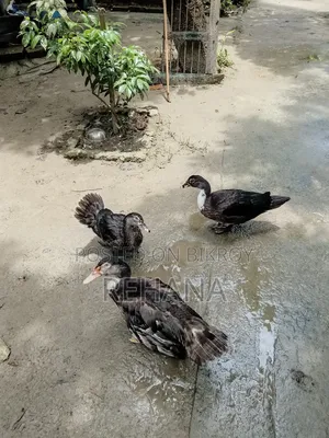 Muscovy Duck Sale