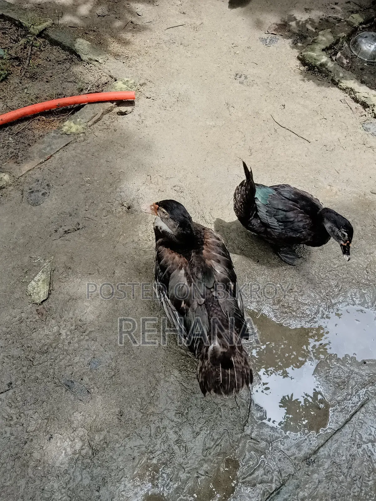 Muscovy Duck Sale