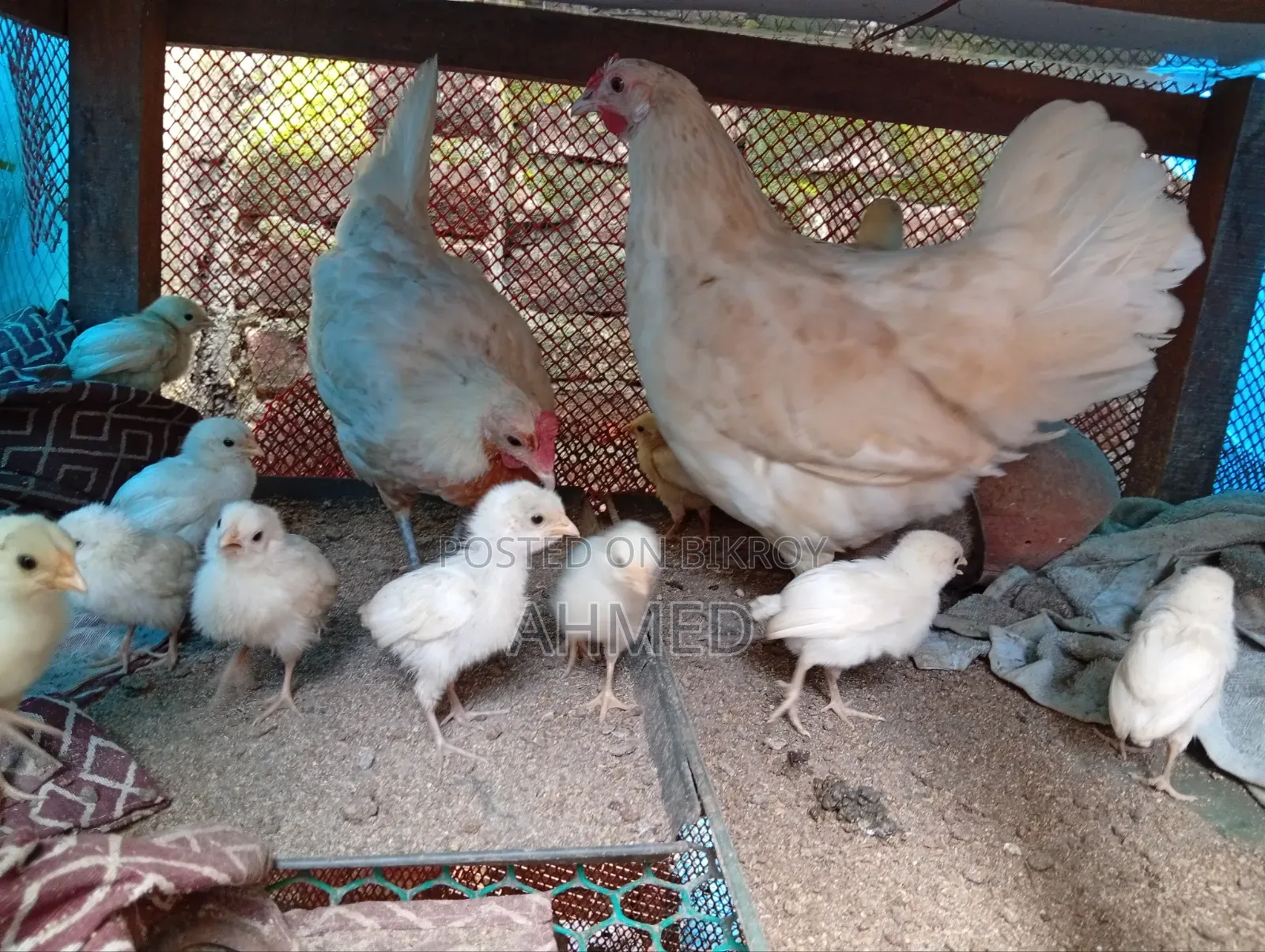 Chicken Chick