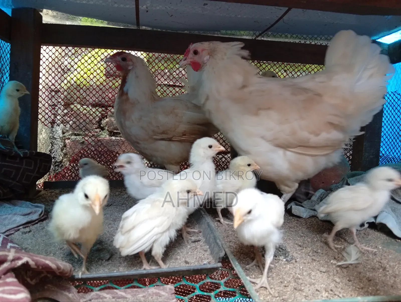 Chicken Chick