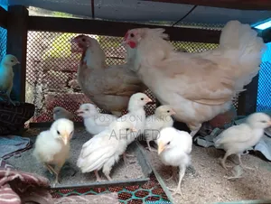 Chicken Chick