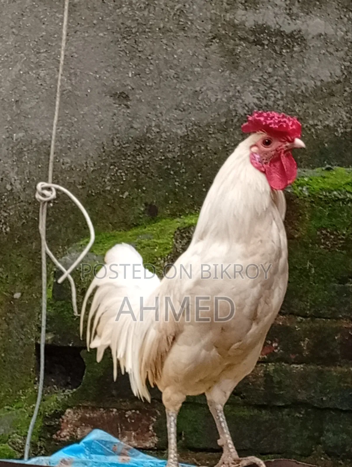 Chicken Chick
