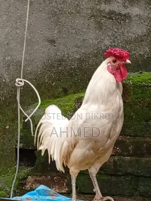 Chicken Chick