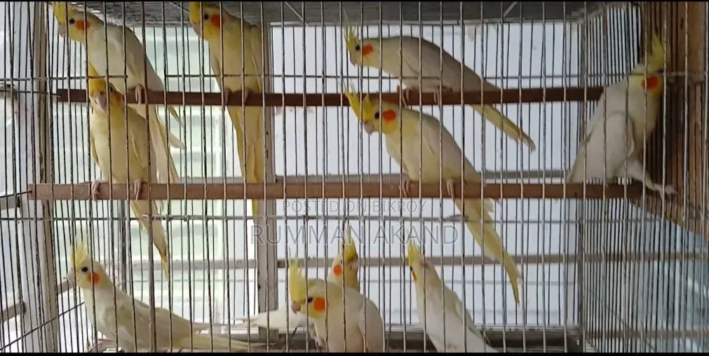 Cockatiel Breeding Pairs