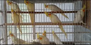 Cockatiel Breeding Pairs