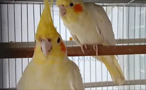 Cockatiel Breeding Pairs