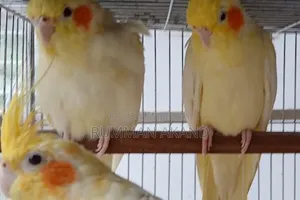Cockatiel Breeding Pairs