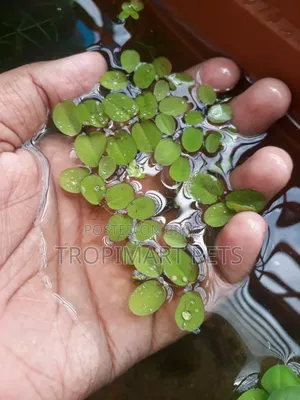 10 Piece | Silvania Minima Aquarium Plant