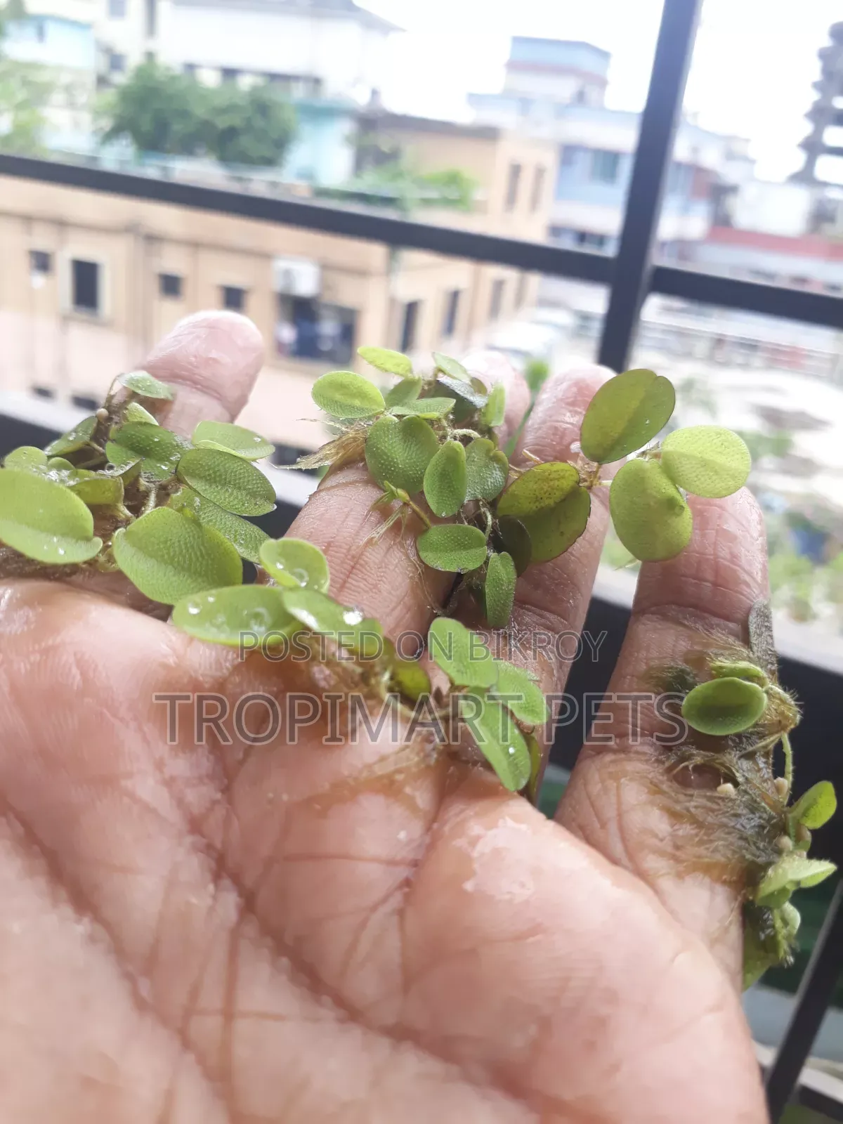10 Piece | Silvania Minima Aquarium Plant