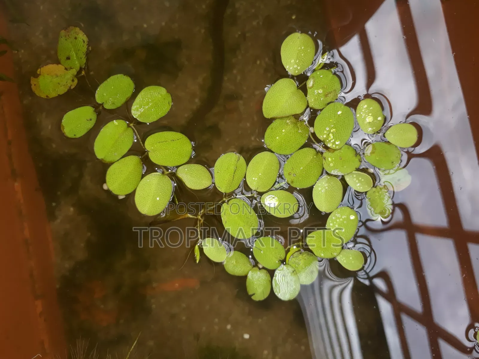10 Piece | Silvania Minima Aquarium Plant