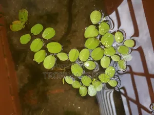 10 Piece | Silvania Minima Aquarium Plant