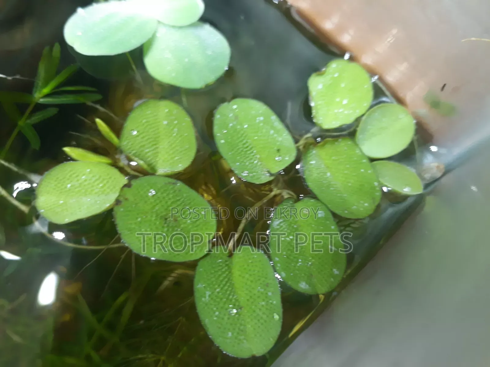 10 Piece | Silvania Minima Aquarium Plant
