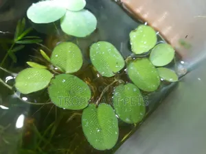 10 Piece | Silvania Minima Aquarium Plant